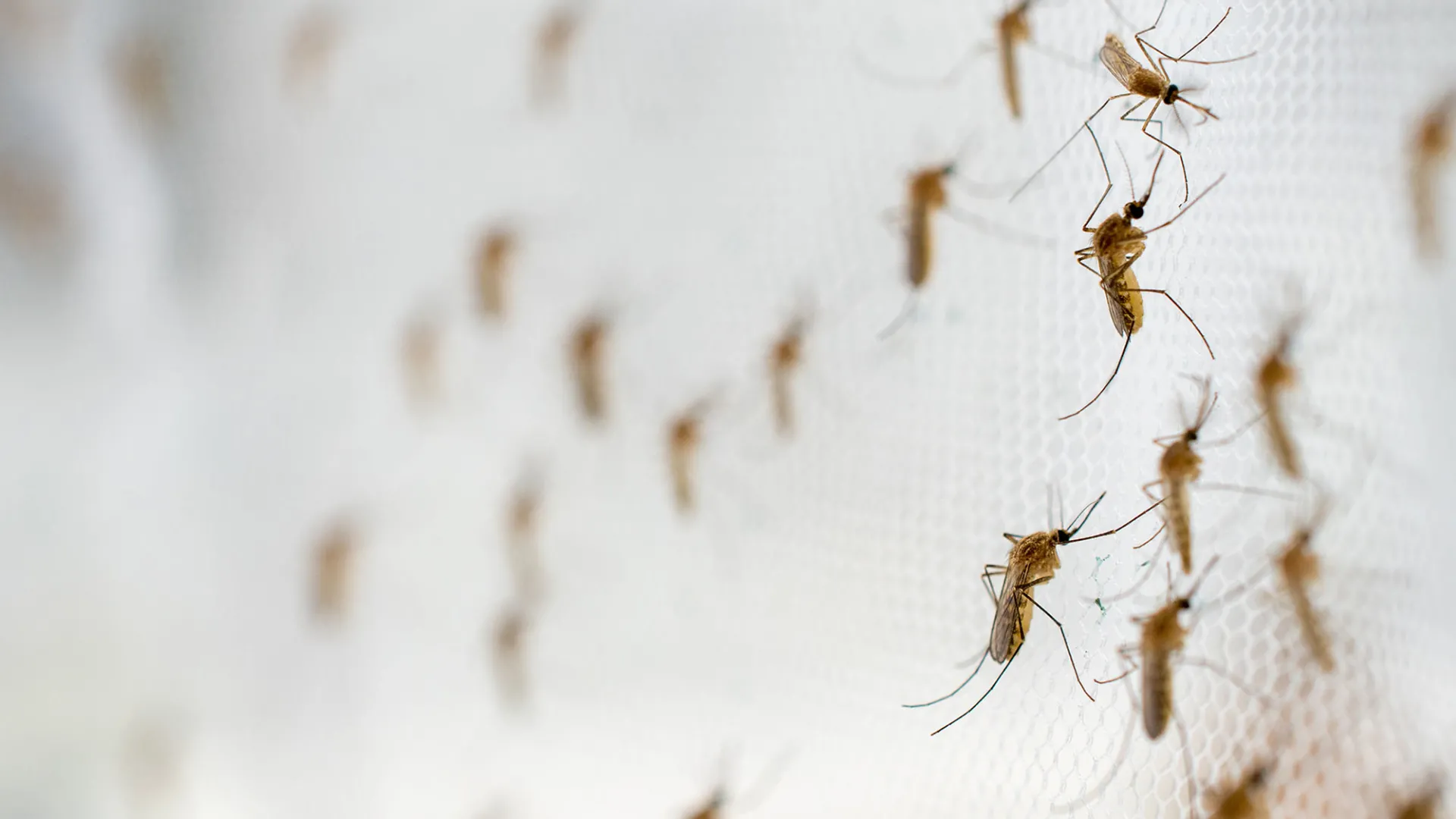 Mosquitos