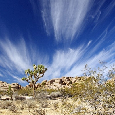 joshua tee with clouds above